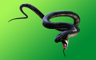 Obraz premium 3d King Cobra Black Snake Najdłuższy na świecie jadowity wąż izolowany na zielonym tle, kobra królewska ilustracja 3d, kobra królewska renderowanie 3d