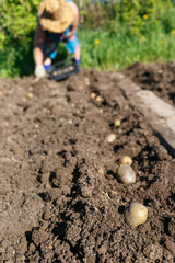 Woman Planting Potatoes in the Country