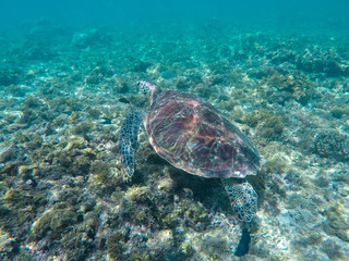Obraz na płótnie Canvas Green sea turtle in turquoise lagoon. Green turtle in sea water.