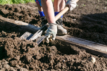 Fototapeta premium Woman Planting Potatoes in the Country