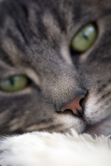 Nahaufnahme einer Katzennase von einer grau getigerten Hauskatze mit gelben Augen auf einem kuschligen Kissen