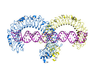Toll-like receptor 3 (TLR3) ectodomain bound to double-stranded RNA, cartoon model.