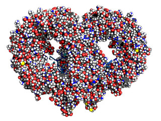 Toll-like receptor 13 (TLR13) in complex with bacterial single-stranded RNA, space-filling model, conventional atom colors