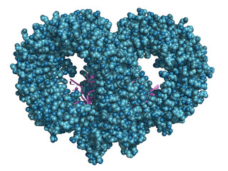 Toll-like receptor 13 (TLR13) in complex with bacterial single-stranded RNA, space-filling model