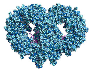 Toll-like receptor 13 (TLR13) in complex with bacterial single-stranded RNA, space-filling model