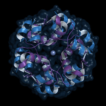 Insulin molecules assembled in a hexamer, coordinated around the zinc atom. Insulin is stored in the body as a hexamer, while the active form is monomeric. Cartoon model with semi-transparent surface.