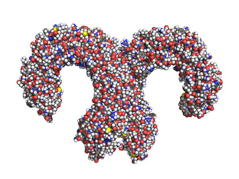 Toll-like receptor (TLR4), ligands not shown. Space-filling model, convetional atom color-coding.