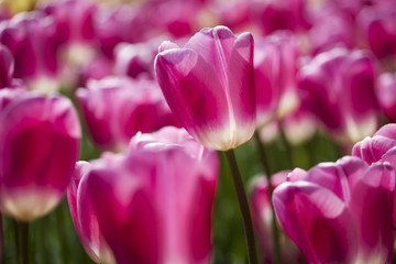 Garden, flower background, tulips