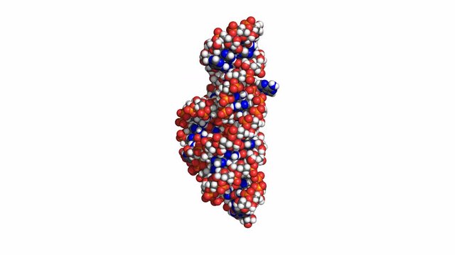 Hammerhead ribozyme is an RNA molecule that catalyzes targeted RNA cleavage and has therapeutic potential. Rotating space-filling model of the full-length form, conventional atom colors, seamless loop
