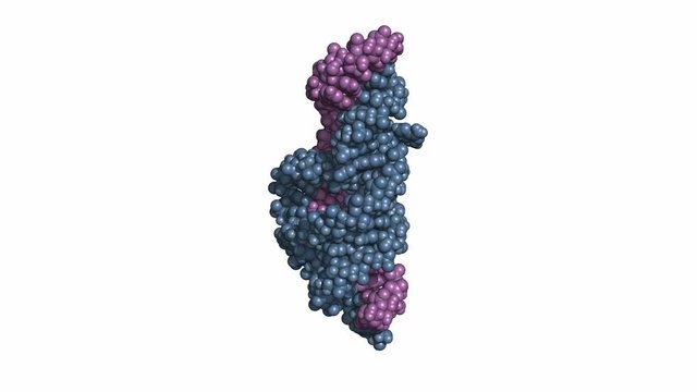 Hammerhead ribozyme is an RNA molecule that catalyzes targeted RNA cleavage and has therapeutic potential. Rotating space-filling model of the full-length form, seamless loop