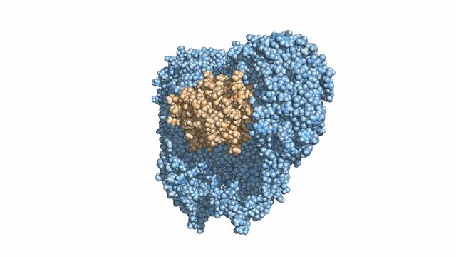 Toll-like receptor (TLR4) bound to MD2 (orange). Rotating space-filling model, seamless loop