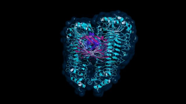 Toll-like receptor (TLR4) bound to MD2 (violet) and LPS (lipopolysaccharide; purple). Proteins shown as cartoon, space-filling model of LPS, semi-transparent surface, rotating, seamless loop