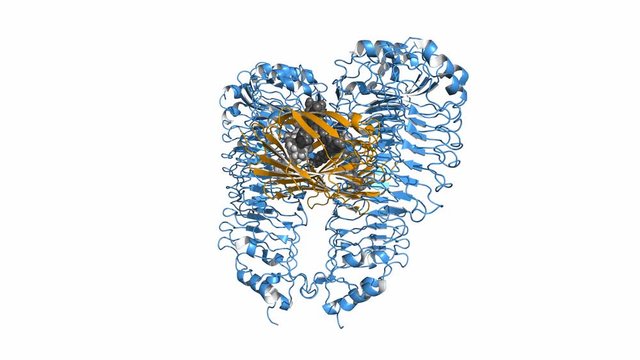 Toll-like receptor (TLR4) bound to MD2 (orange) and LPS (lipopolysaccharide; grey). Proteins shown as cartoon, space-filling model of LPS, rotating, seamless loop