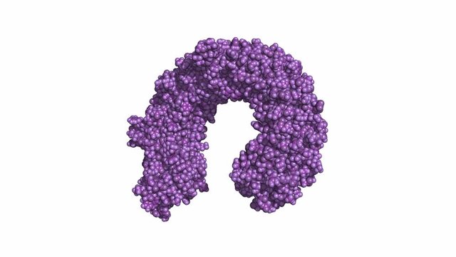 Toll-like receptor 3 (TLR3) ectodomain. Rotating space-filling model, seamless loop