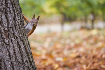 A wild squirel captured in a cold sunny autumn day