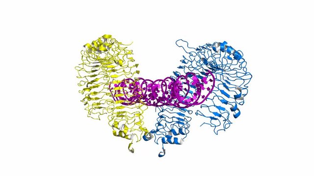 Toll-like receptor 3 (TLR3) ectodomain bound to double-stranded RNA, rotating cartoon model, seamless loop.