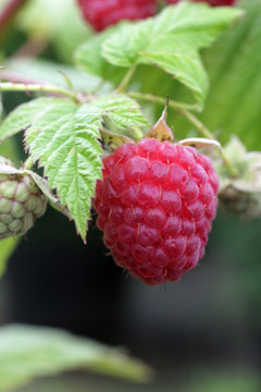 Rubus idaeus Polka 6