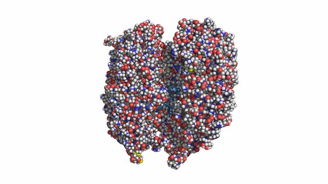Toll-like receptor 13 (TLR13) in complex with bacterial single-stranded RNA, rotating space-filling model, conventional atom colors
