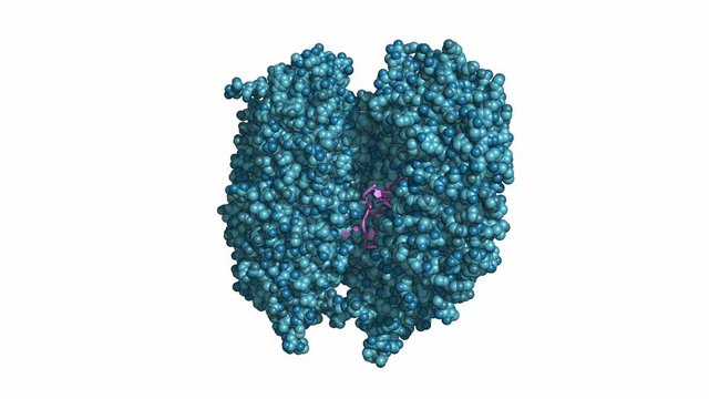 Toll-like receptor 13 (TLR13) in complex with bacterial single-stranded RNA, rotating space-filling model, seamless loop