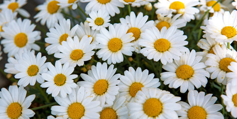 Macro of beautiful white daisies flowers.