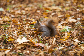 A wild squirel captured in a cold sunny autumn day