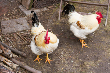 white cocks with red comb