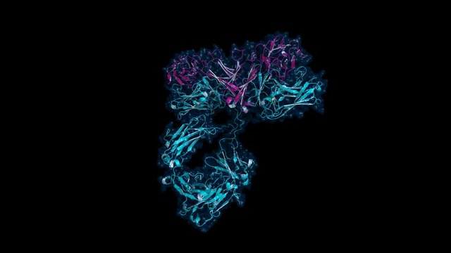 IgG antibody, rotating cartoon model with semi-transparent surface, seamless loop