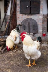 white cocks with red comb
