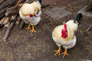 white cocks with red comb