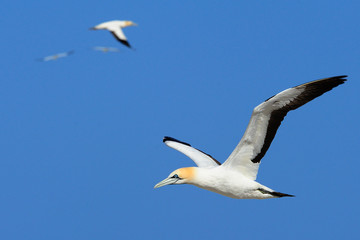 Fototapeta na wymiar Cape gannets