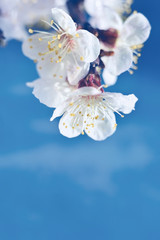 fruit tree flower in spring close-up on a background of blue sky. Flowering cherry, apricot trees. Beautiful spring look. soft gentle focus.
