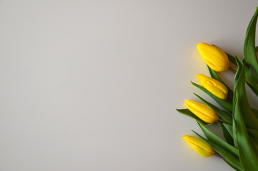 Fototapeta żółte tulipany na białym tle obraz