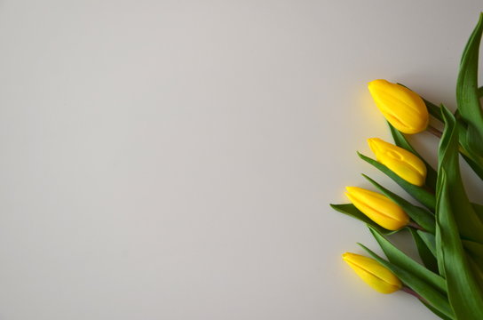 żółte tulipany na białym tle