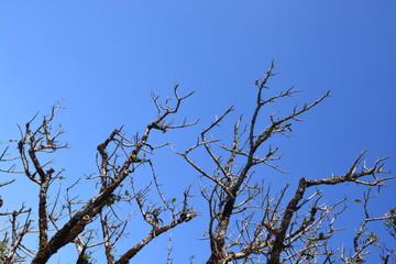 Dead tree with branches and no leaves