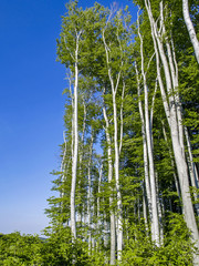 Fototapeta premium Beech trees in the middle of clear cutting