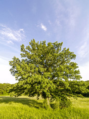 Fototapeta na wymiar Old oak-tree, Austria, Vienna, Wienerwald, Exelberg