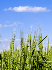 Cereals, corn