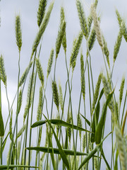 Fototapeta premium Cereals, corn