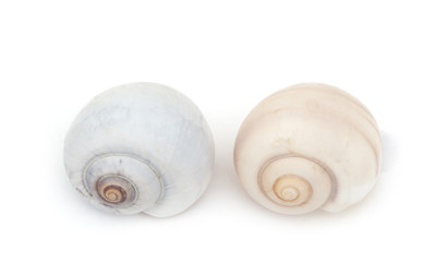  common periwinkle