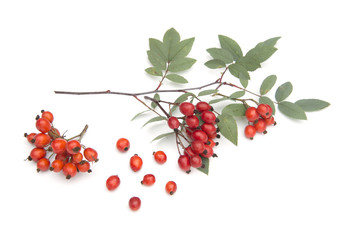 Sorbus