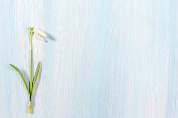 One snowdrop on a wooden background