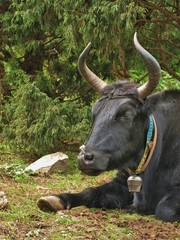 Black dzo, crossbreed between a yak and a nepalese cow. Used to transport goods.