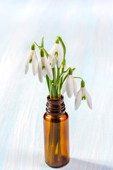 Bunch of snowdrops on the wooden background