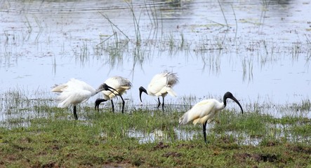 Black-headed Ibis, Sri Lanka