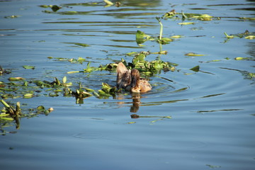 duck on the water plant background