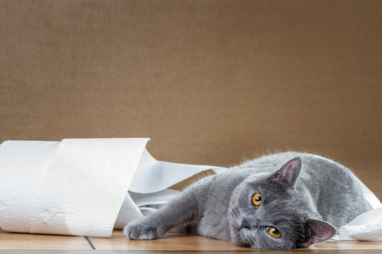 British Blue Cat And Toilet Paper.