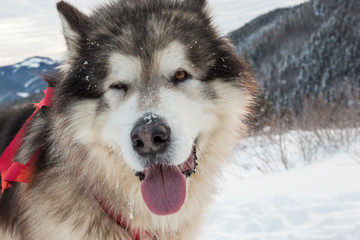 Malamute in winter mountains