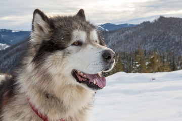 Malamute in winter mountains