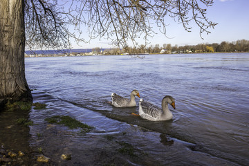 Zwei ägyptische Gänse am Rheinufer bei Mainz © parallel_dream