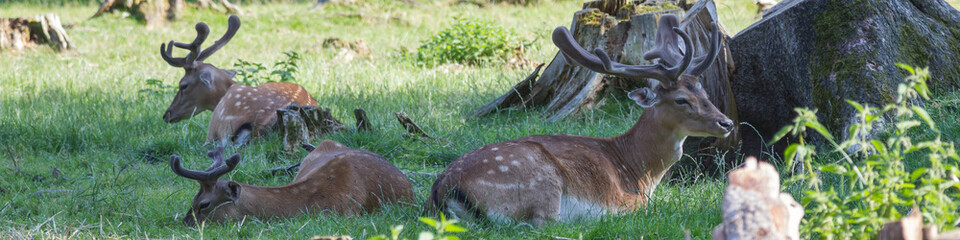Damwild - Hirsche auf Wiese beim Ruhen